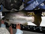 Daiwa Big Barra