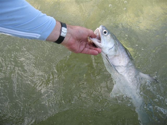 Releasing a Blue Salmon