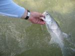 Releasing a Blue Salmon