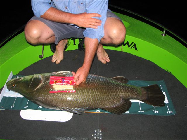 The event's 121cm big barra