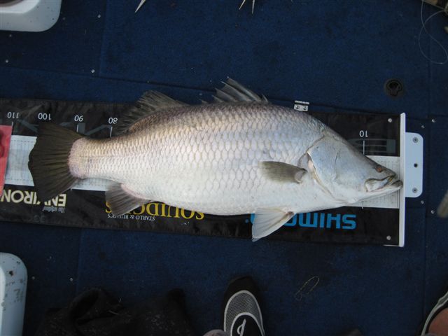 Big barra