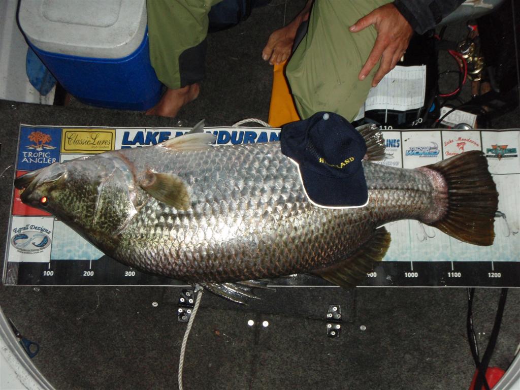 124cm Big Barra