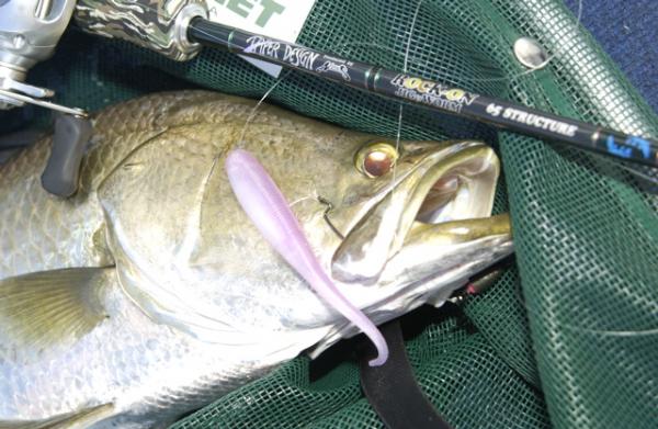 This barra ate a Carolina-rigged SnapBack, which floats up off the bottom, as it was dragged across a rock pile.