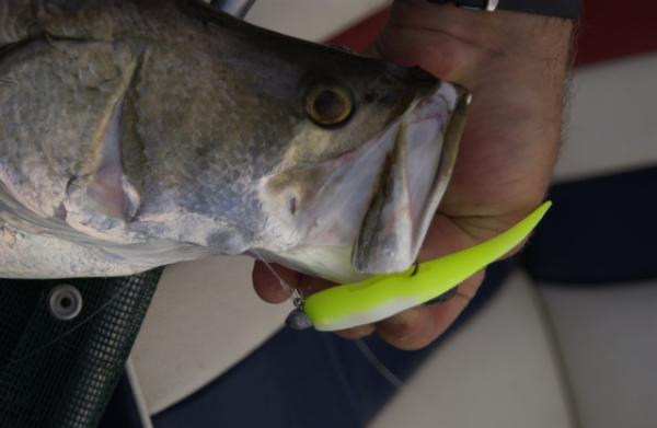 A jighead rigged SnapBack fished down a road base yielded plenty of barra in the leadup to the trial event.