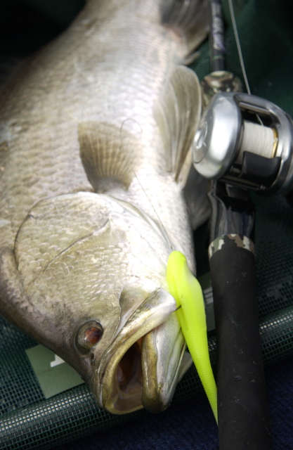 Another way to fish SnapBacks is with a worm hook with some Sticky Weight on the shank. That's how this one came undone.